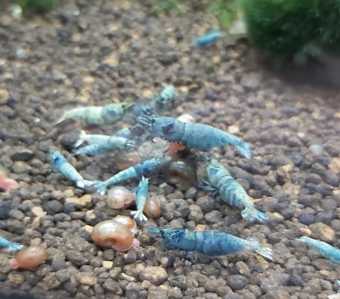 Caridina blue bolt