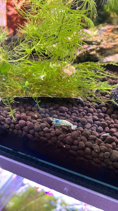 Caridina blue bolt