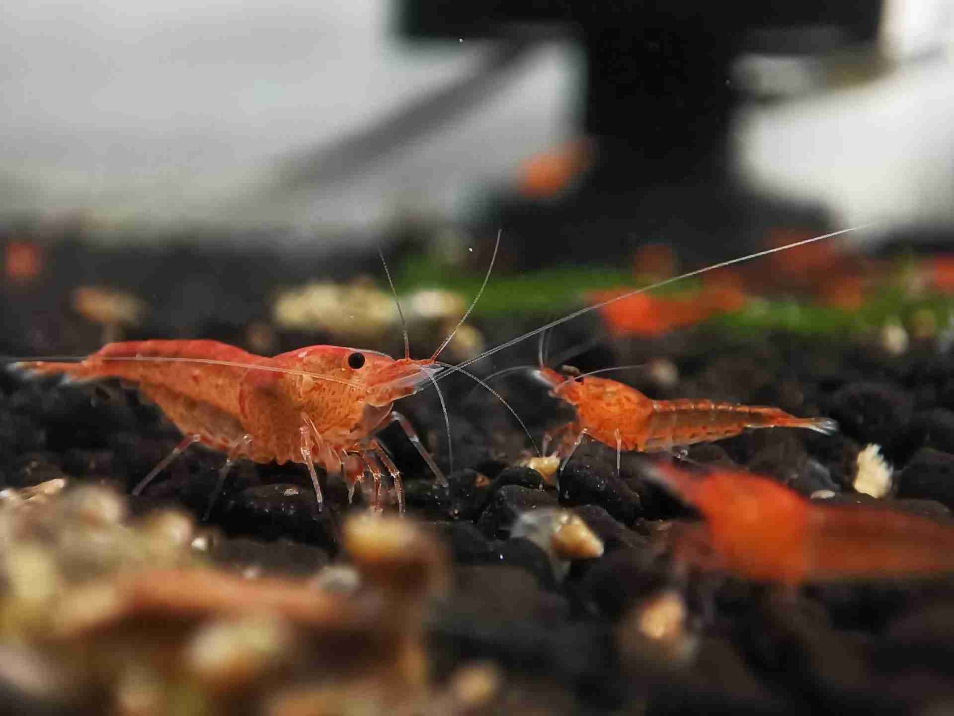 Krewetka Caridina Bloodshot