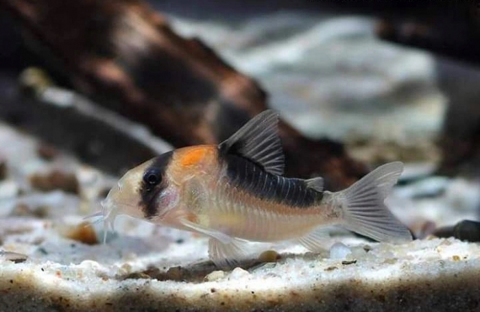 Kirys: Kirysek ciemnogrzbiety Corydoras duplicareu