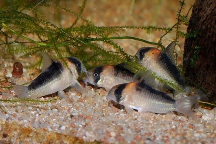 Kirys: Kirysek ciemnogrzbiety Corydoras duplicareu