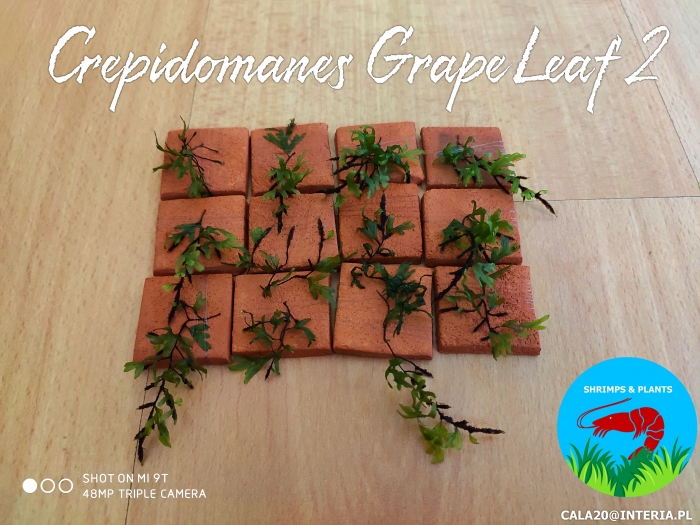 Crepidomanes Grape Leaf 2