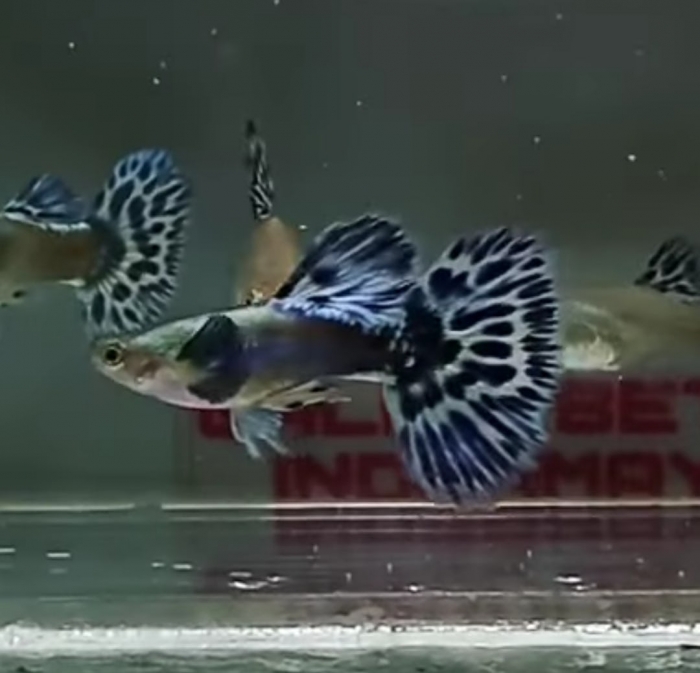 1 Pair Platinum Leopard Guppy