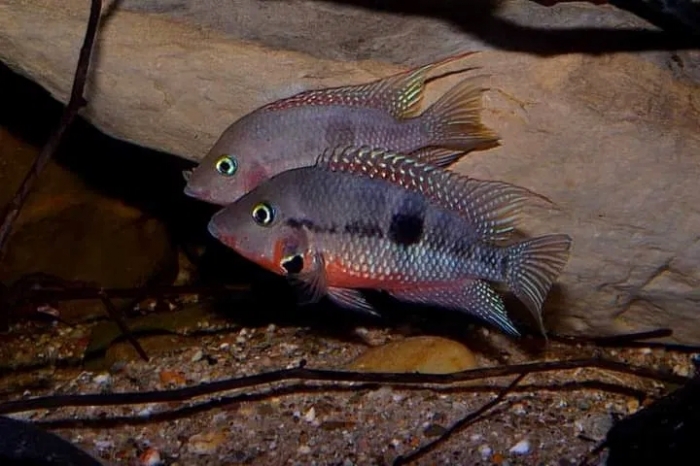 Pielęgnica meeka Thorichthys meeki Rio Candelaria F3