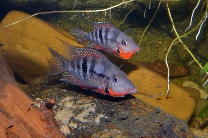 Pielęgnica meeka Thorichthys meeki Rio Candelaria F3