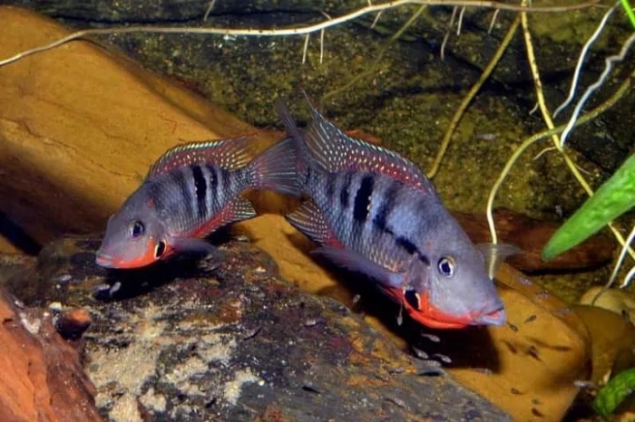 Pielęgnica meeka Thorichthys meeki Rio Candelaria F3