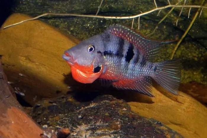 Pielęgnica meeka Thorichthys meeki Rio Candelaria F3