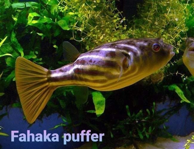 Fahaka Puffer PUFFERS