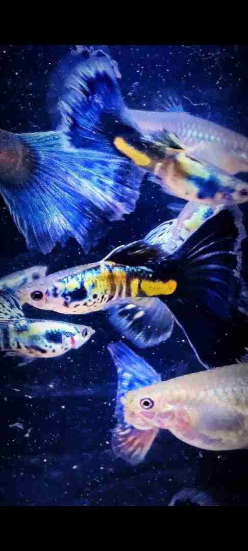 Gupik Galaxy blue tail