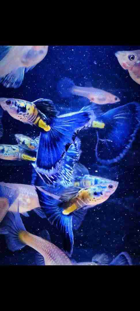 Gupik Galaxy blue tail