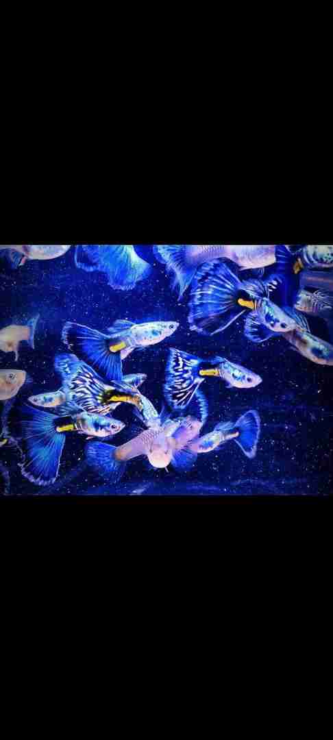 Gupik Galaxy blue tail