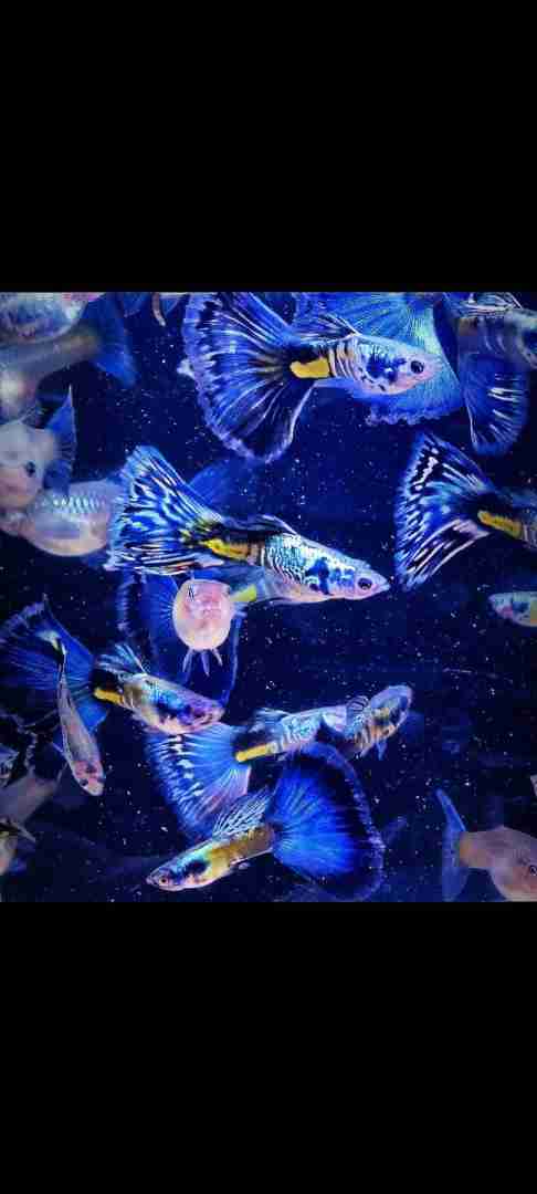 Gupik Galaxy blue tail