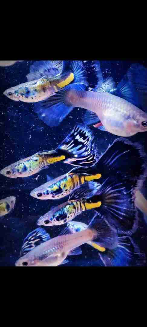 Gupik Galaxy blue tail