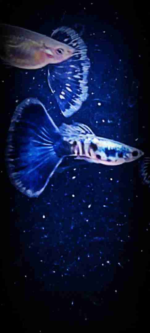 Gupik Galaxy blue tail