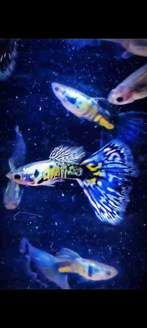 Gupik Galaxy blue tail