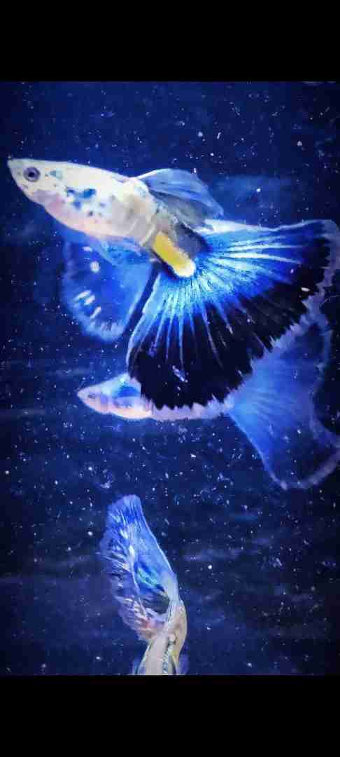 Gupik Galaxy blue tail