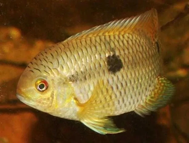 Cichlasoma dimerus Bella Union , Uruguay F2