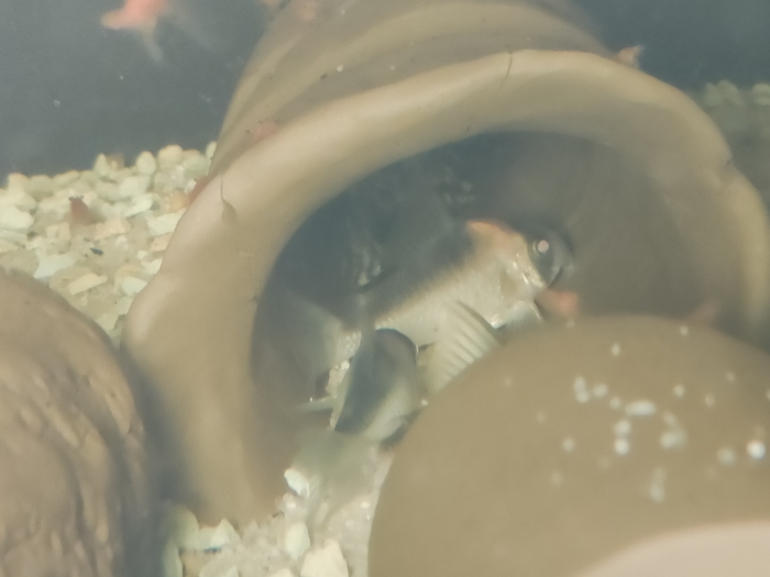 Kirys Corydoras duplicareus