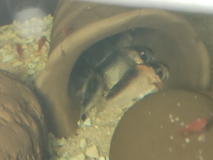 Kirys Corydoras duplicareus