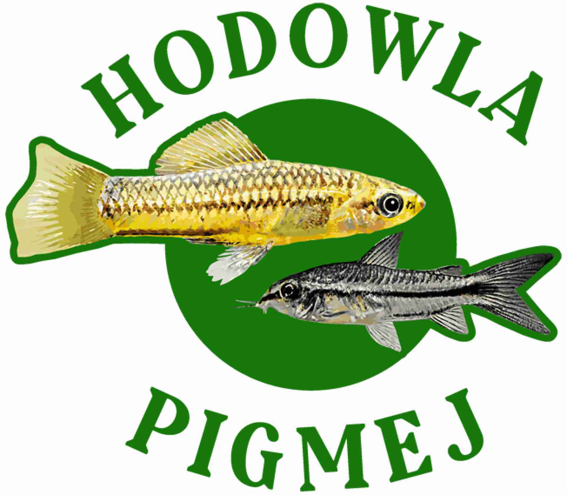 HODOWLA PIGMEJ