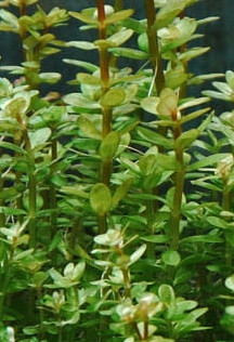 Ammannia sp. Bonsai -  (Rotala Bonsai (Rotala Indica))