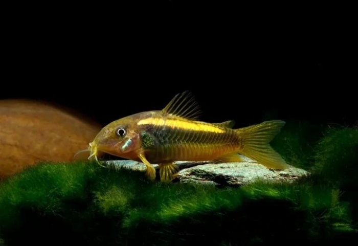 Kirys: Kirysek GOLD LASER Corydoras sp. Neon Gold 