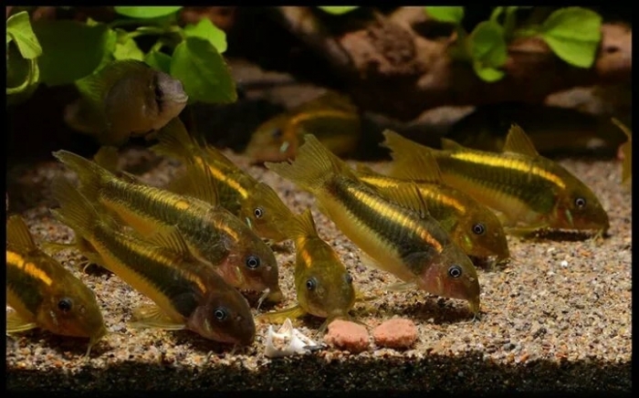 Kirys: Kirysek GOLD LASER Corydoras sp. Neon Gold 