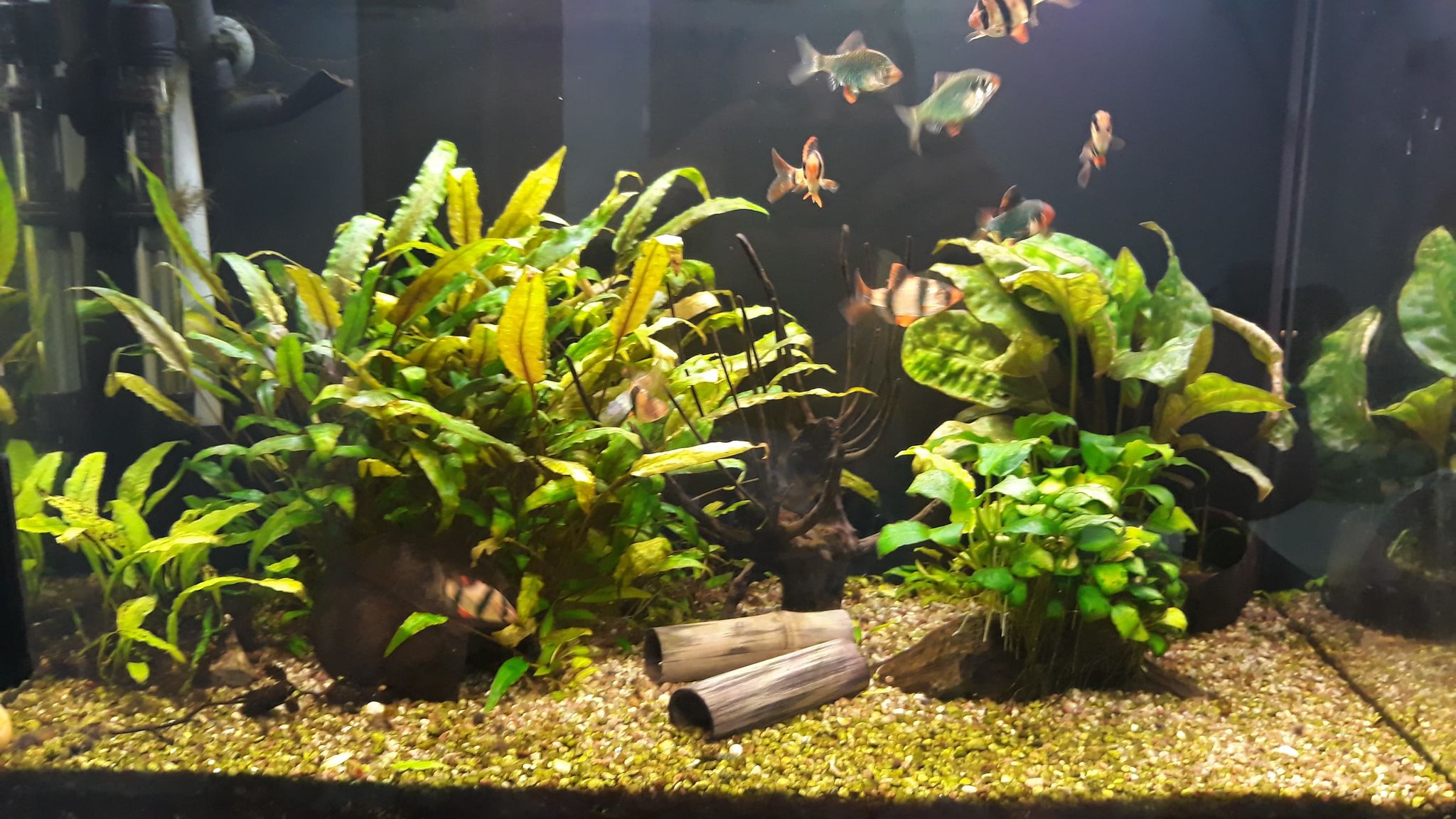 akwarium pokrywa szafka filtr zewnętrzny życie