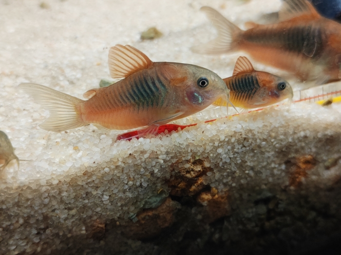 Kirys Corydoras venezuelanus wenezulea orange tarl