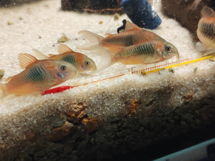 Kirys Corydoras venezuelanus wenezulea orange tarl