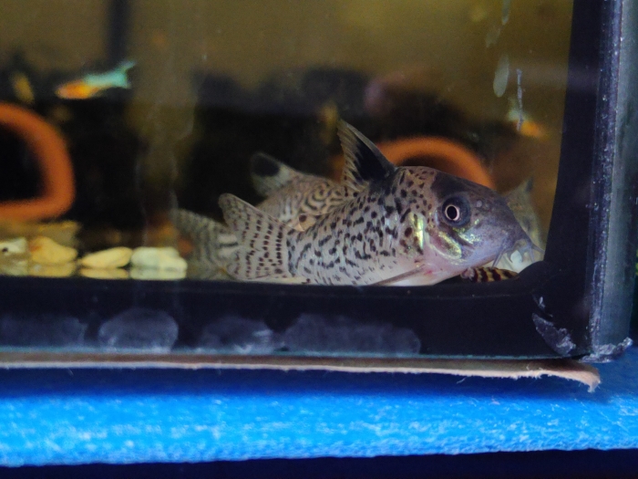 Kirys Corydoras leucomelas