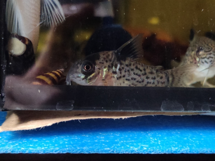 Kirys Corydoras leucomelas