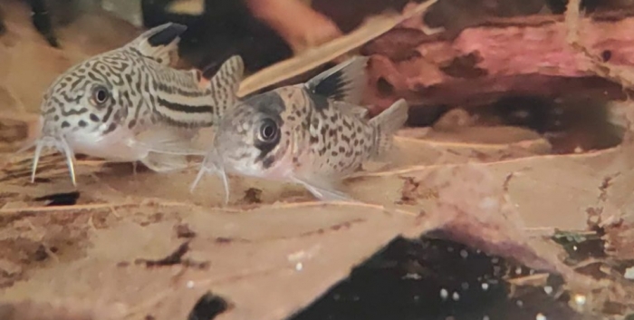 Kirys Corydoras leucomelas